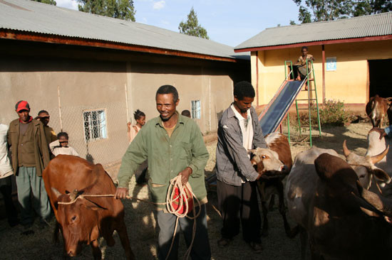 bestiame donato alla popolazione da ancos