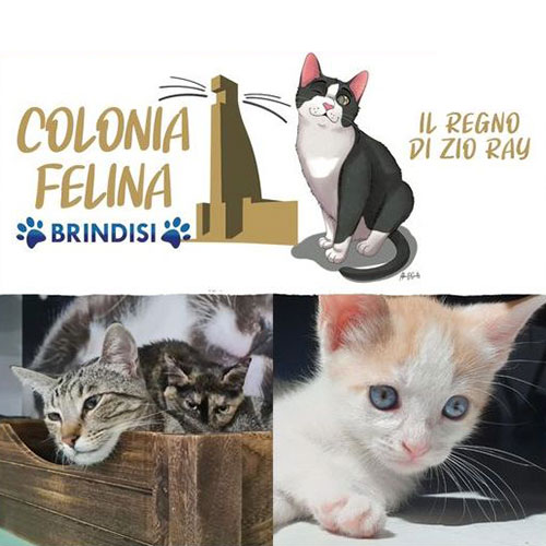 colonia felina brindisi progetto ray paradise
