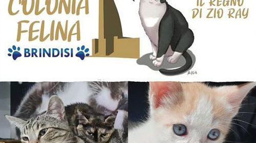 colonia felina brindisi progetto ray paradise