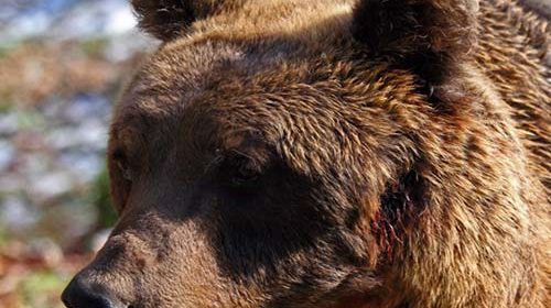 orso bruno marsicano parco nazionale abruzzo cassonetti anti-orso