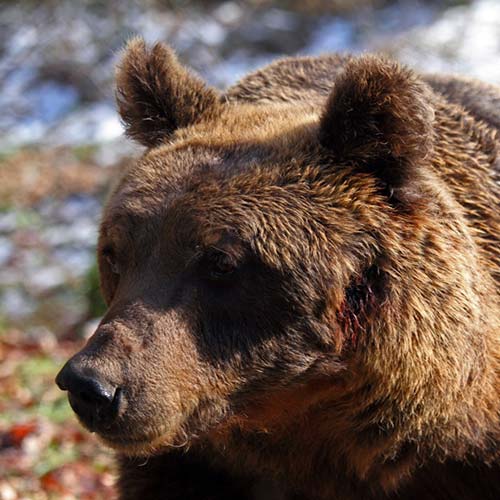 orso bruno marsicano parco nazionale abruzzo cassonetti anti-orso